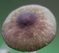 Cap of Pluteus podospileus