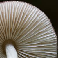 Gills of Pluteus podospileus