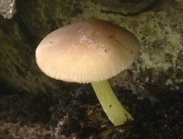 Pluteus romellii