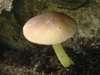 Pluteus romellii, Goldleaf Shield