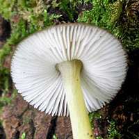 Gills of Pluteus romellii