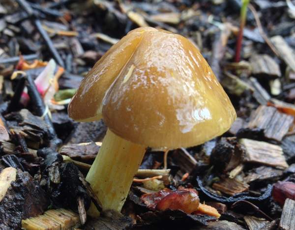 Pluteus romellii on woodchip
