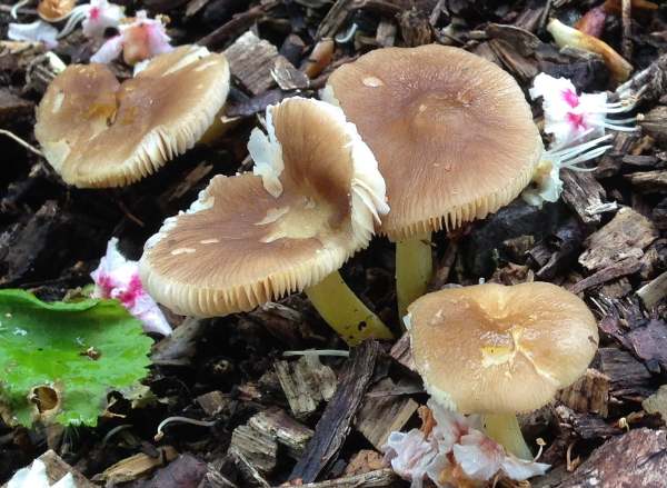 Mature Pluteus romellii on woodchip