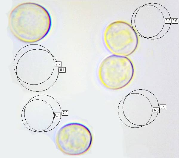Spores of Pluteus roseipes