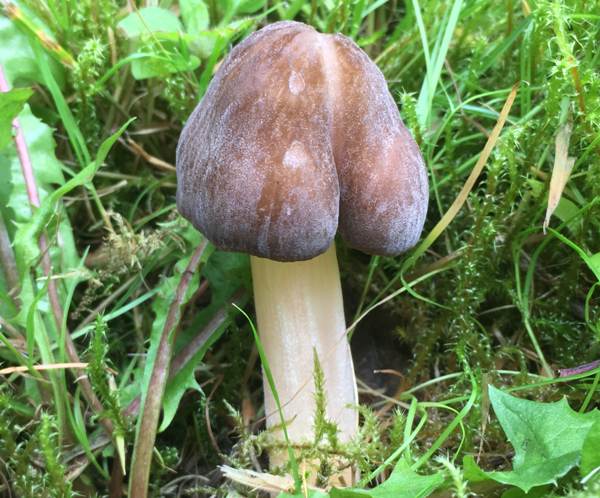 Pluteus roseipes, southrn England
