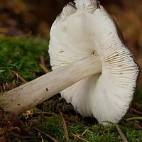 Gills and stem of Pluteus salicinus