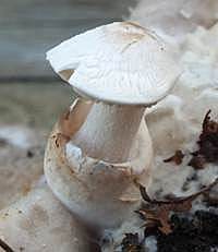 Cap, stem and volva of Volvariella surrecta, the Piggyback Rosegill