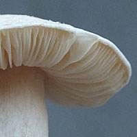 Gills of Volvariella surrecta