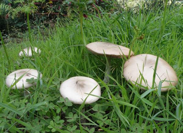 Volvopluteus gloiocephalus on a grassy verge
