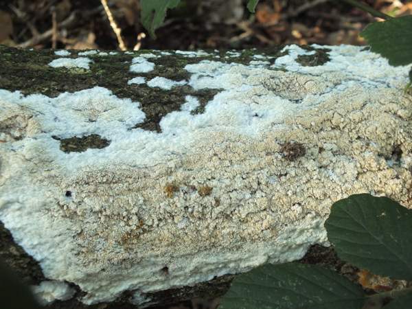 Cerrena unicolor, southern England