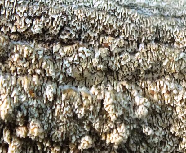 Cerrena unicolor, fertile surface, southern Britain