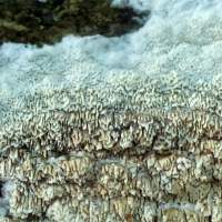 Fertile surface of Cerrena unicolor