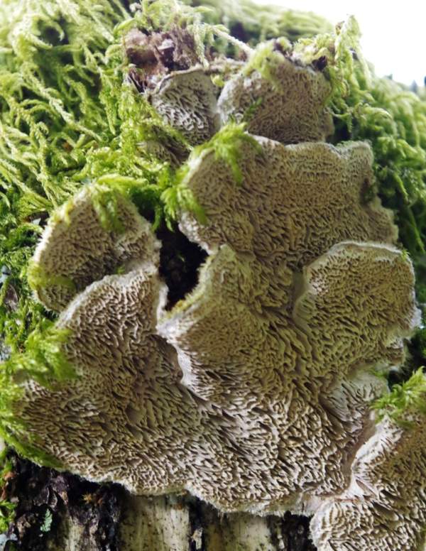 Cerrena unicolor on a dead softwood tree