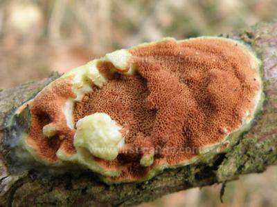 Dichomitus campestris