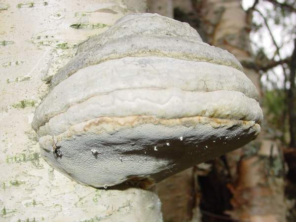 Fomes fomentarius - Hoof Fungus