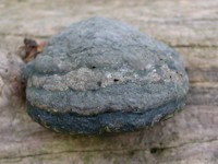 Hoof Fungus on a fallen Beech trunk