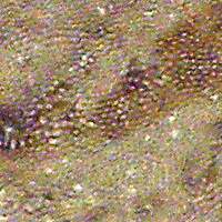 Pores of Fomes fomentarius