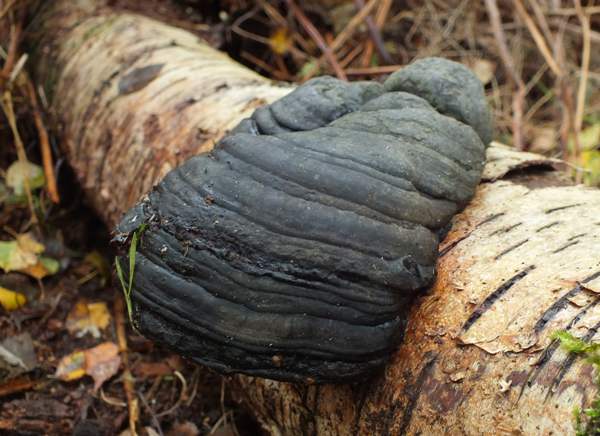 Fomes fomentarius - Hoof Fungus on a Poplar in Cambridgeshire, UK