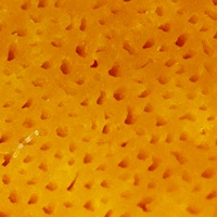Tubes and pores of Laetiporus sulphureus