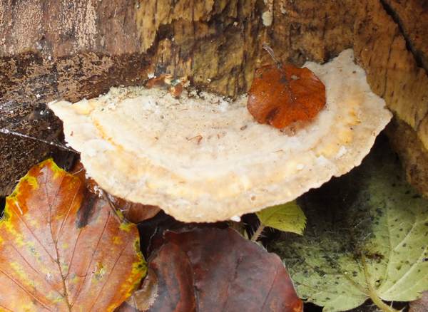Lenzites betulinus - Birch Mazegill, France