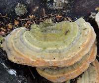 Infertile upper surface of Lenzites betulinus, Pic:Jerzy Opiola, Wikipedia
