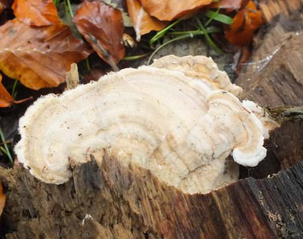 Lenzites betulinus, northern France
