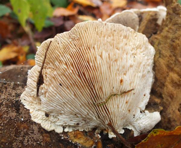 Hymenial surface of Lenzites betulinus, France