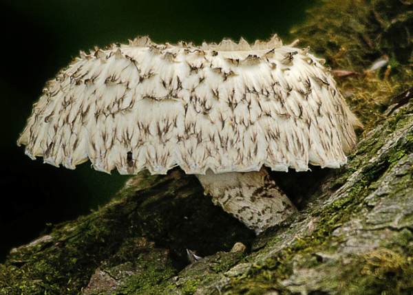 Neolentinus lepideus, Train Wrecker, England