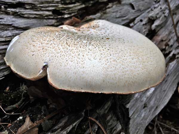 Neolentinus lepideus, southern England