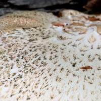 Cap surface of Neolentinus lepideus, Train Wrecker
