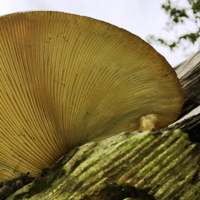 Underside (gills) of Neolentinus lepideus