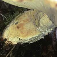 stem of Neolentinus lepideus, Train Wrecker