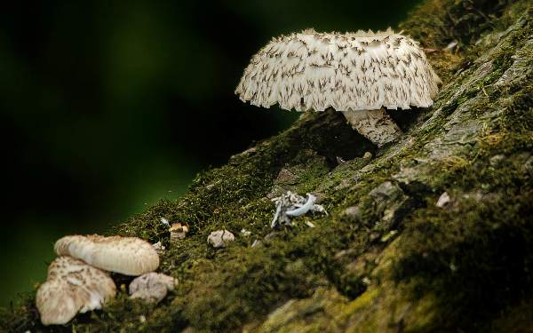 Neolentinus lepideusfungus, southern England