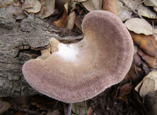 Panus rudis, Europe
