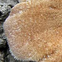 Cap of Panus rudis