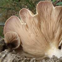 Gills of Panus rudis