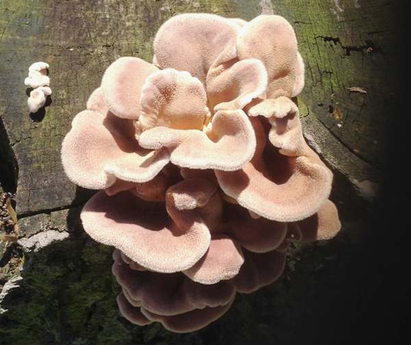 Panus rudis, USA