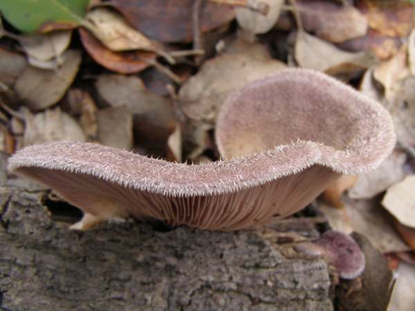 anus rudis, western Algarve, Portugal