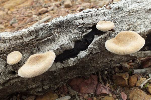 Panus rudis on an oak branch, Portugal