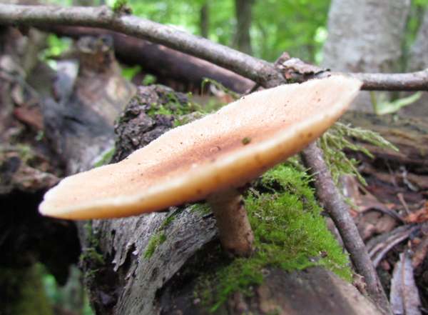Polyporus brumalis - Winter Polypore