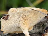 Underside (pores) of Polyporus brumalis