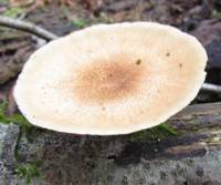 Cap of Polyporus brumalis