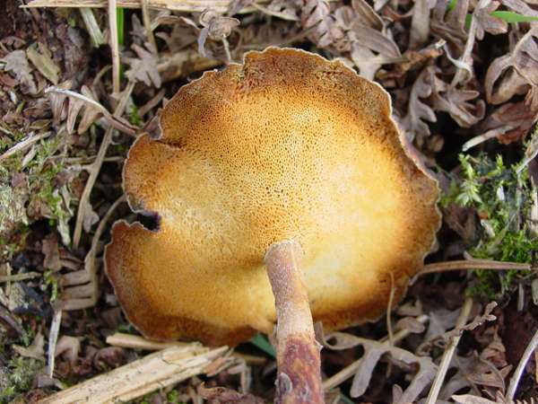 Polyporus brumalis - Winter Polypore, Wales