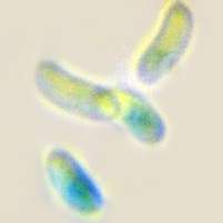 Spores of Polyporus ciliatus