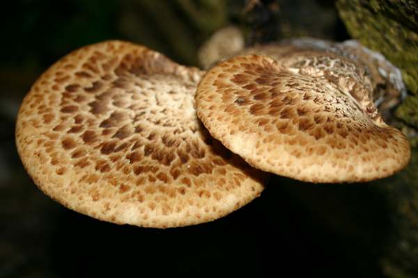 Polyporus squamosus - Dryad's Saddle