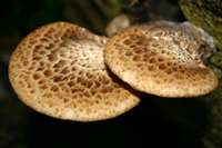 Polyporus squamosus at the base of an Ash tree