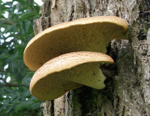 Polyporus squamosus on a dying Ash tree