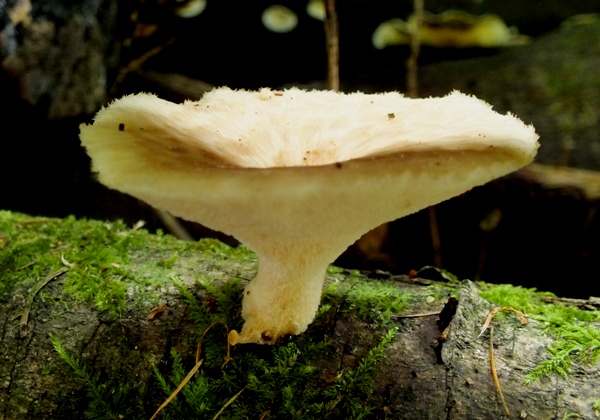 Polyporus tuberaster - Tuberous Polypore, west Wales 2017