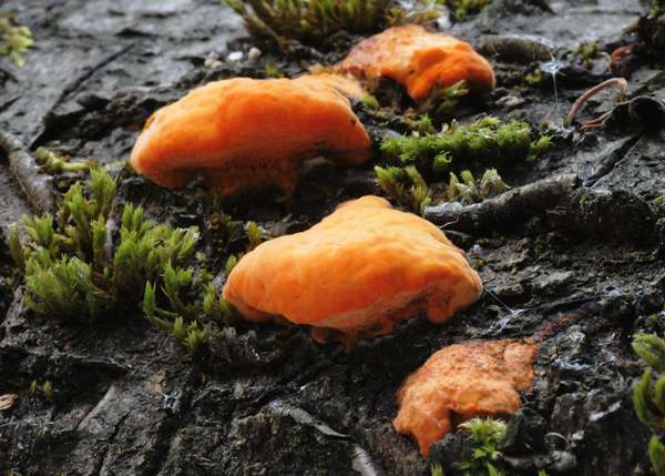 Pycnoporus cinnabarinus