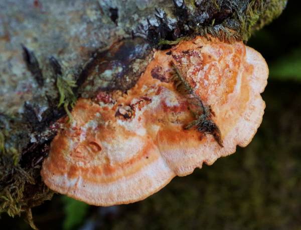 Pycnoporus cinnabarinus, Norway
